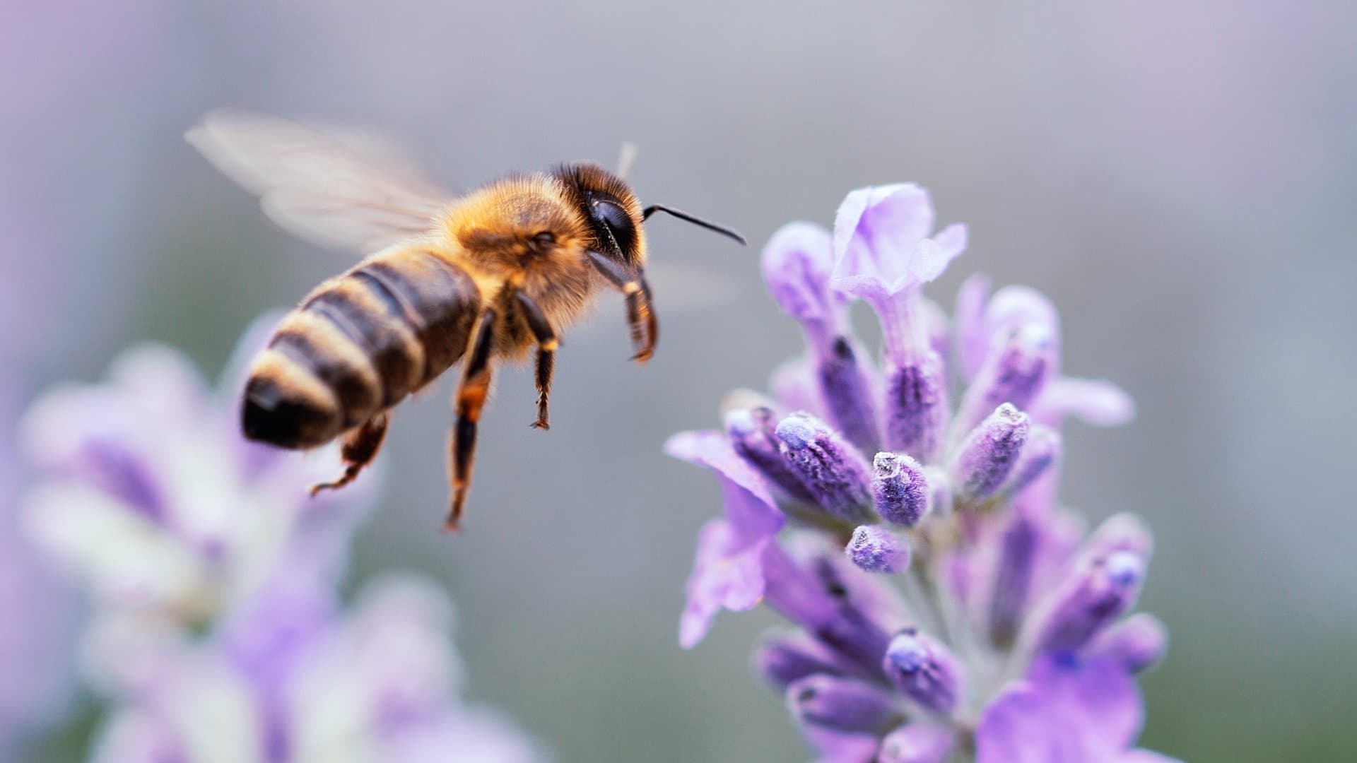 Bienen fühlen sich nicht nur auf Blumen wohl. Auch aromatische Kräuter lieben die fleißigen Insekten. Diese mögen sie besonders gern:
