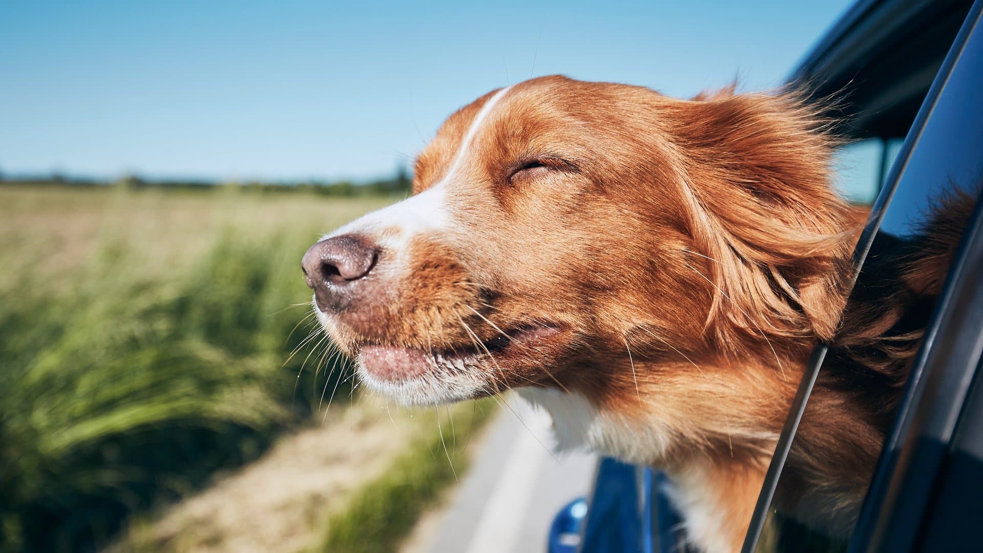 Urlaub ohne Hund? Für viele undenkbar.