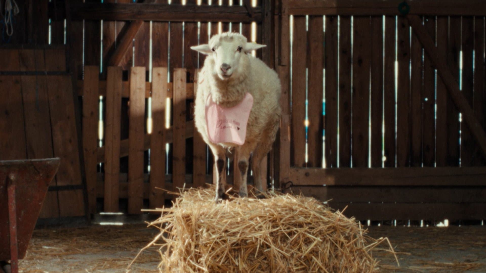 "Sheep": Schaf Oliver (gesprochen von Merlin Sandmeyer) hat die Wahrheit über das vermeintliche Paradies erkannt, doch niemand glaubt ihm.